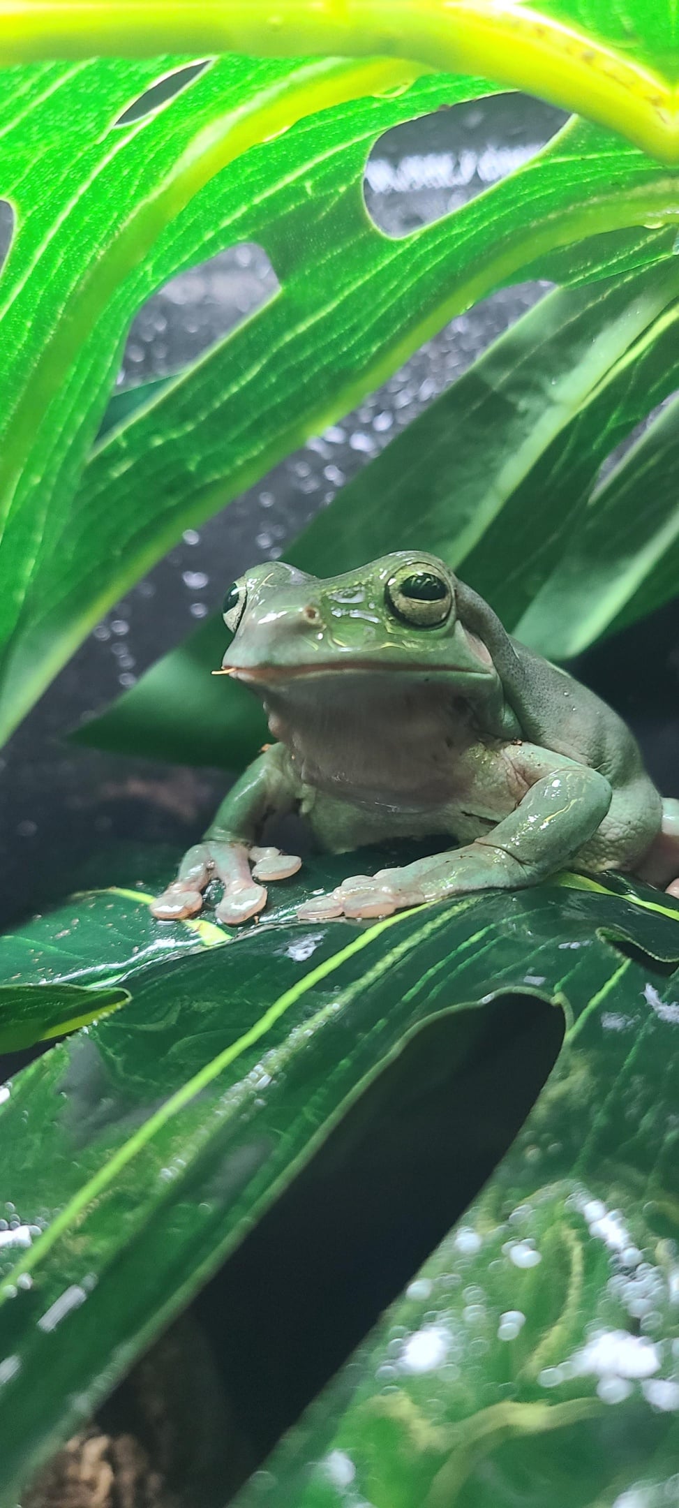 Adopt amphibians
