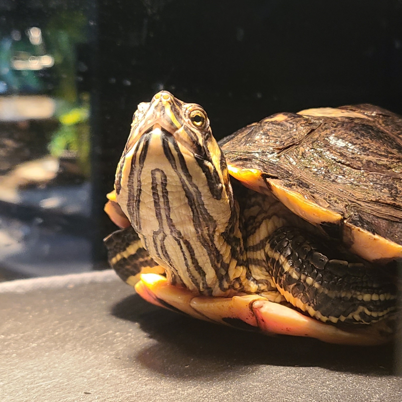 Adopt turtles and tortoises