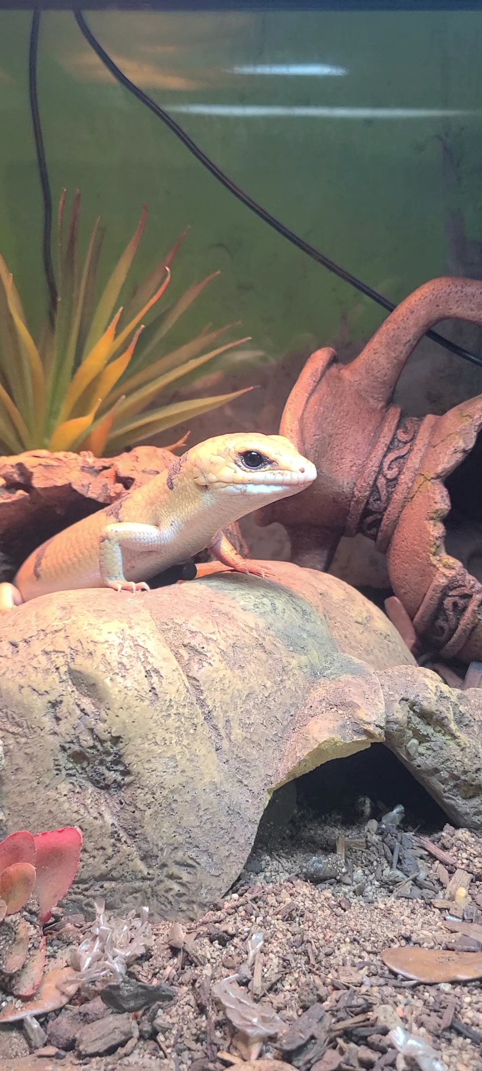Reptiles for adoption near me