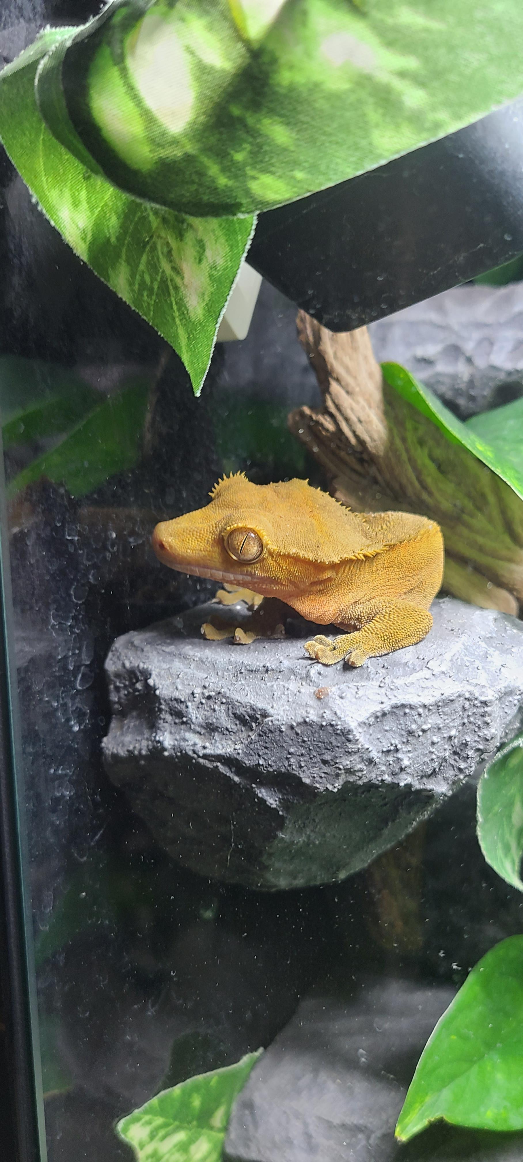 Adopt reptiles