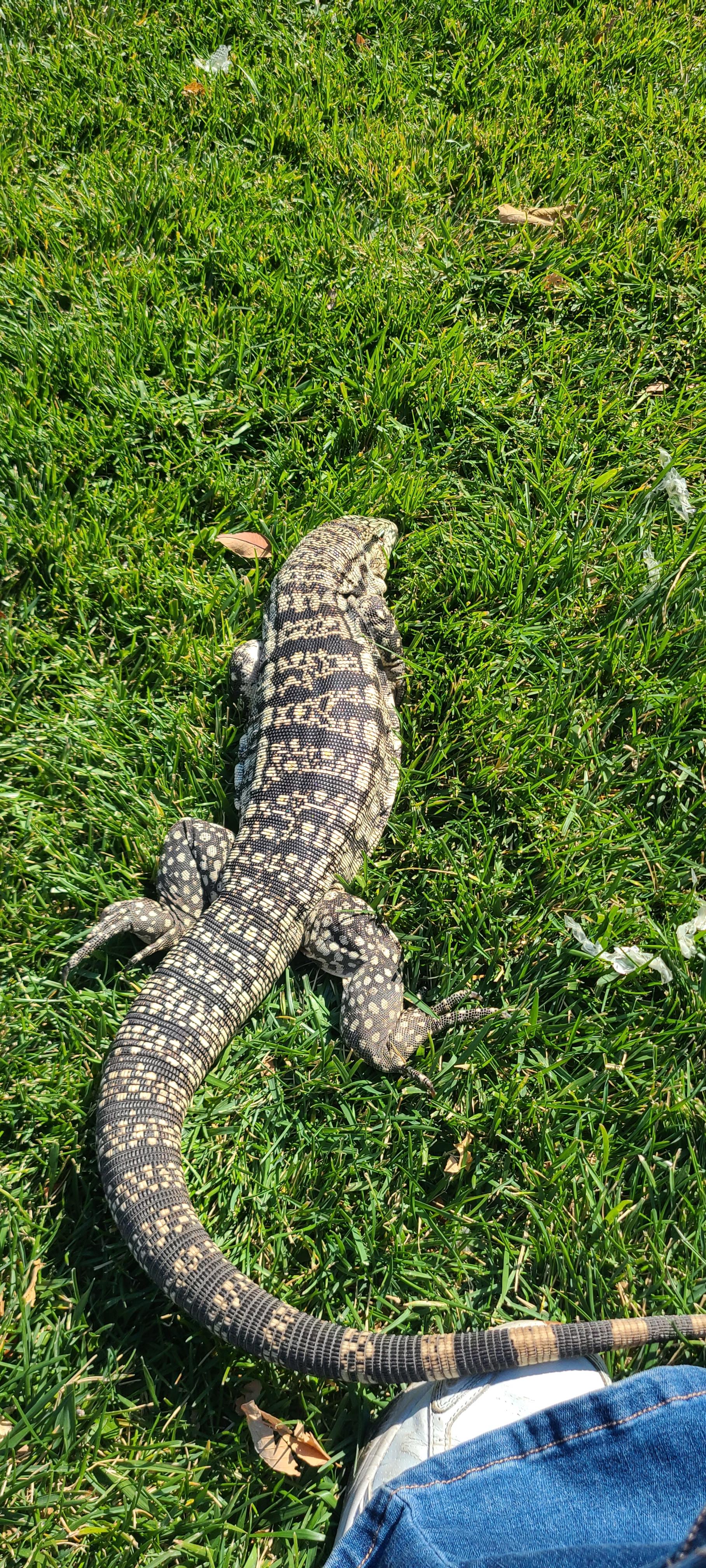 Reptile parties