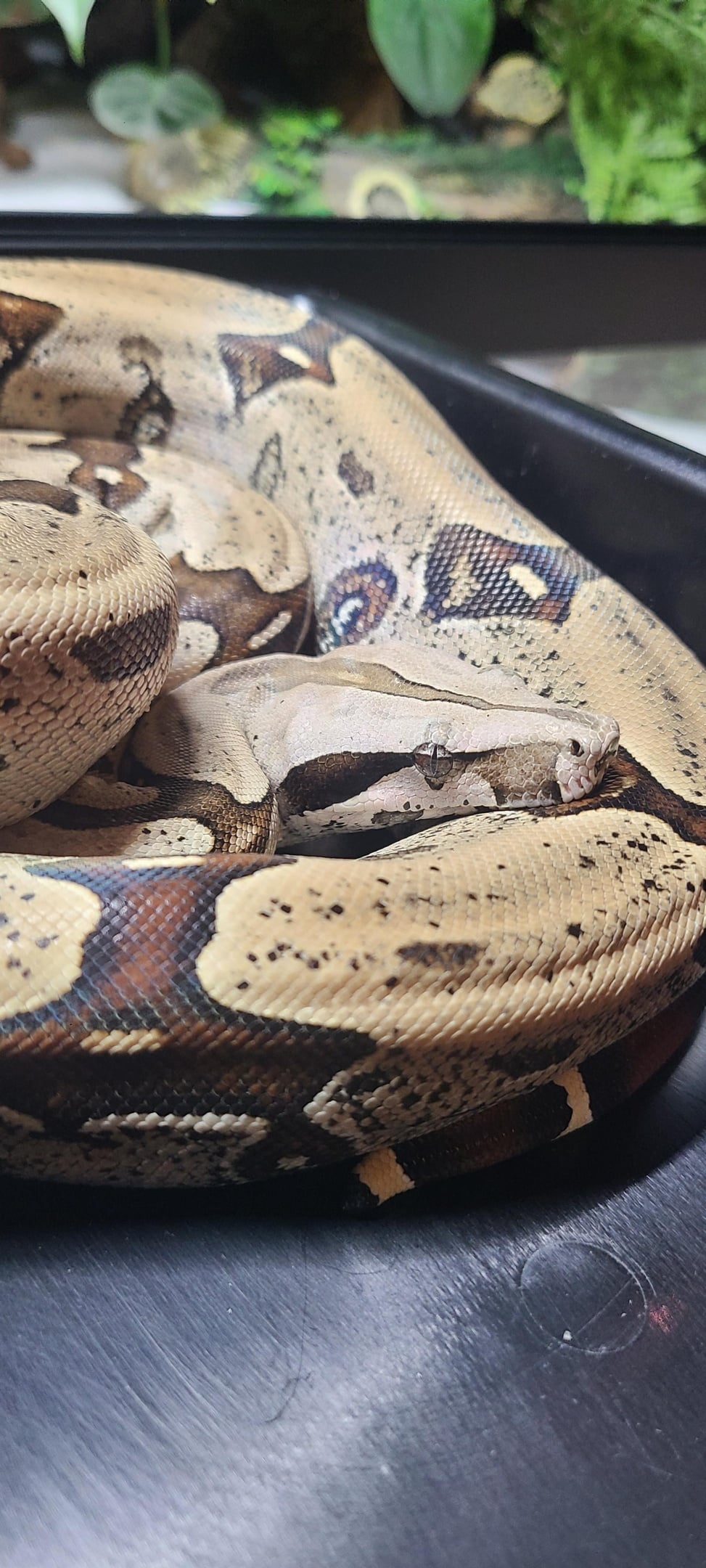 Reptiles for adoption near me