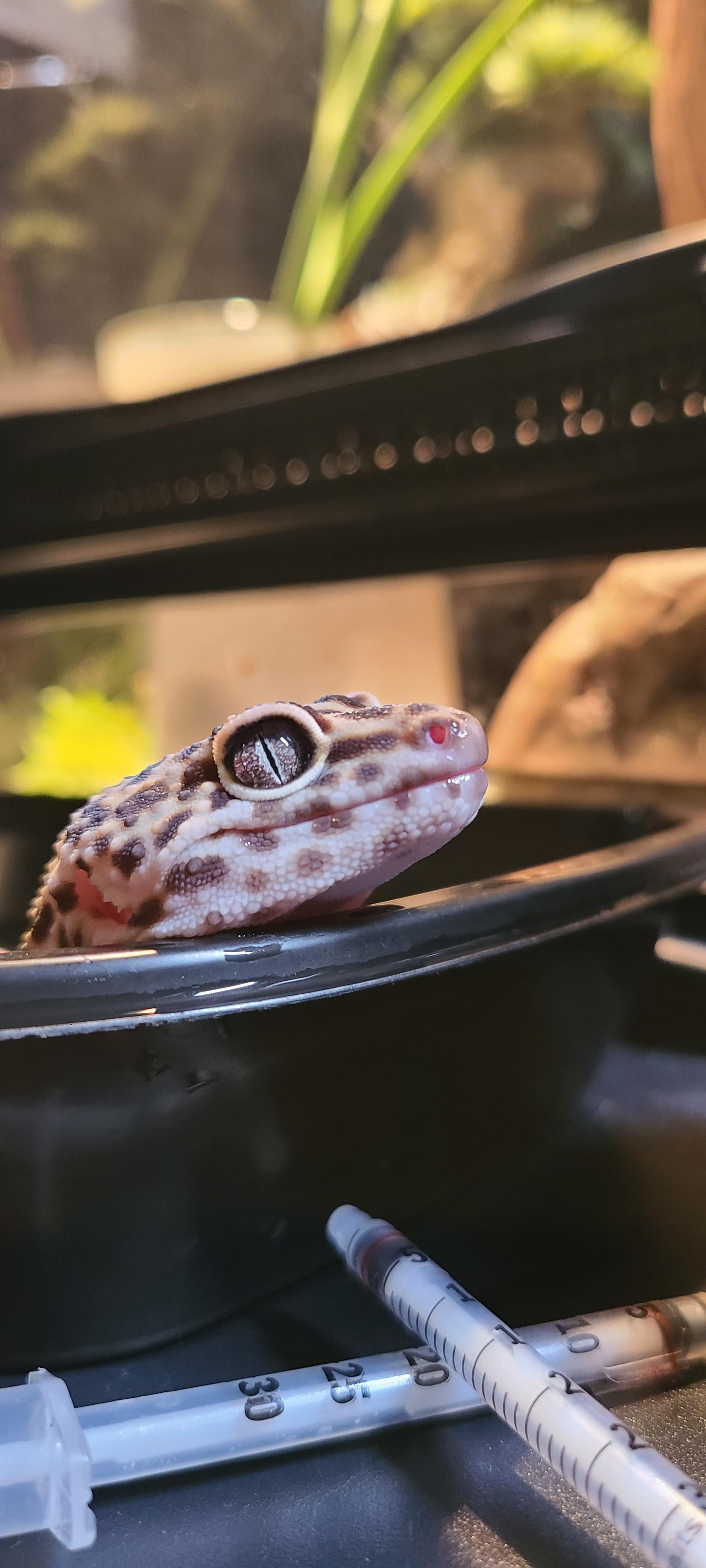 Adopt Geckos