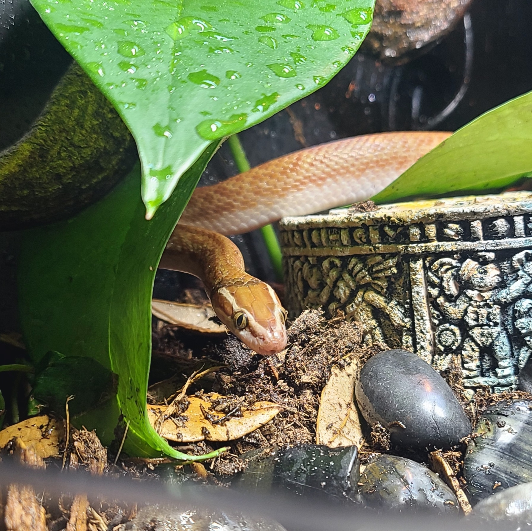 reptile care help, reptile thrive help reptile thrive reptile keeping help