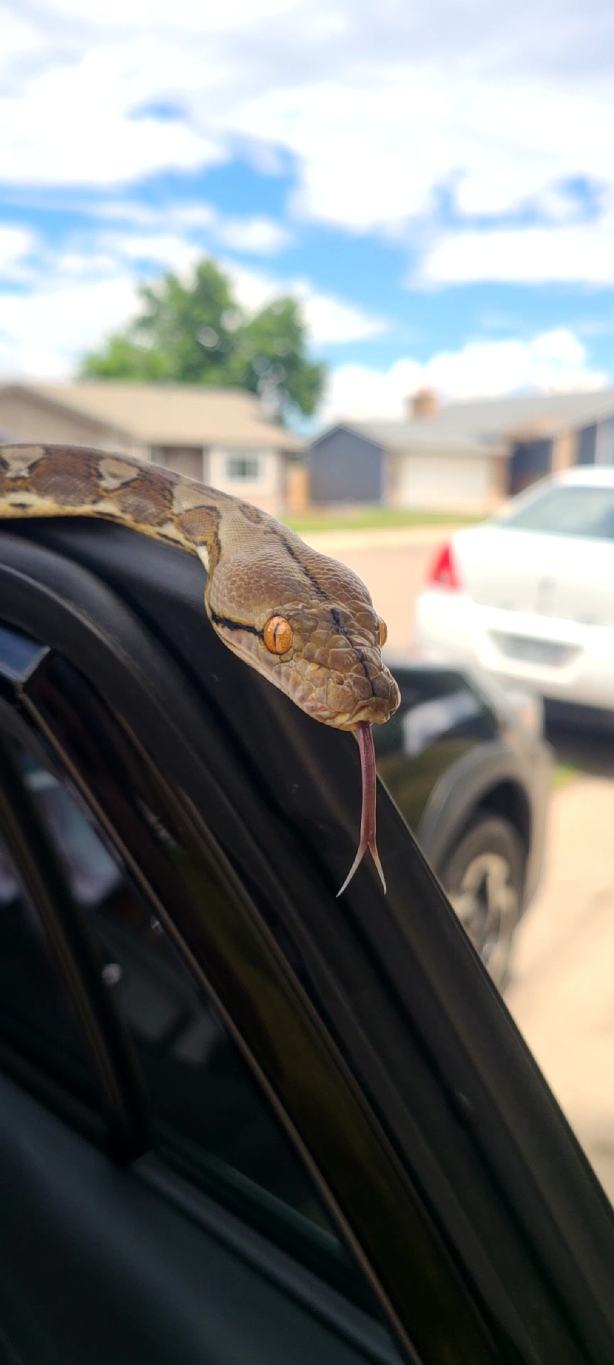 Adopt Snakes 
