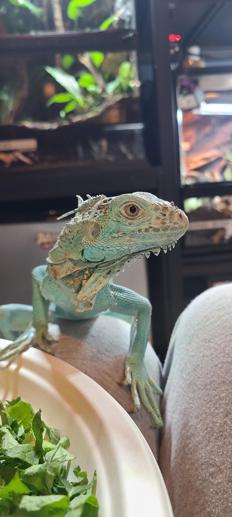 Adopt Lizards 
