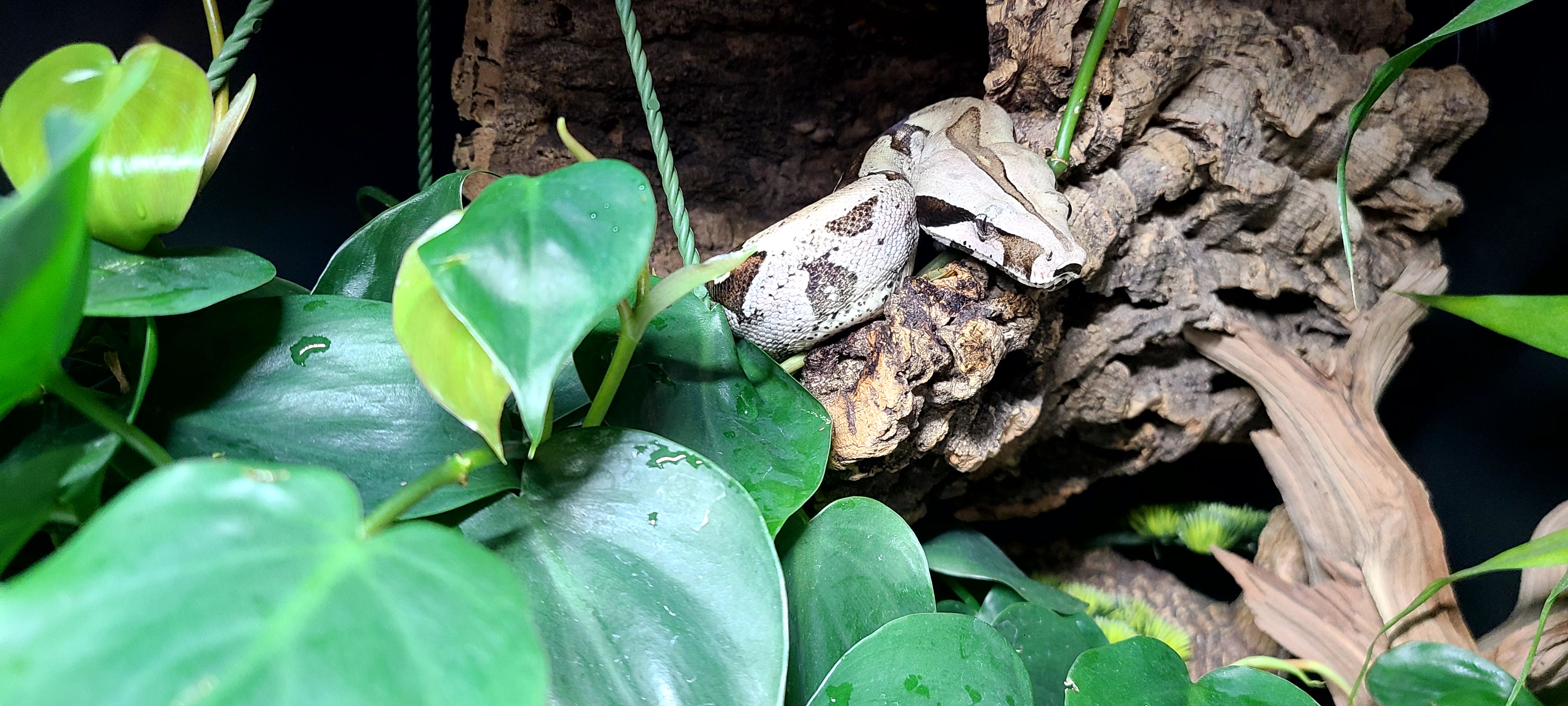 Reptile parties