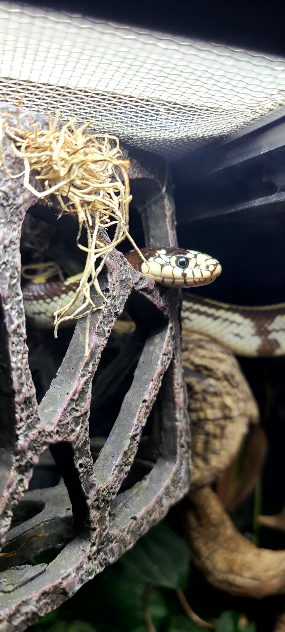 Reptile boarding